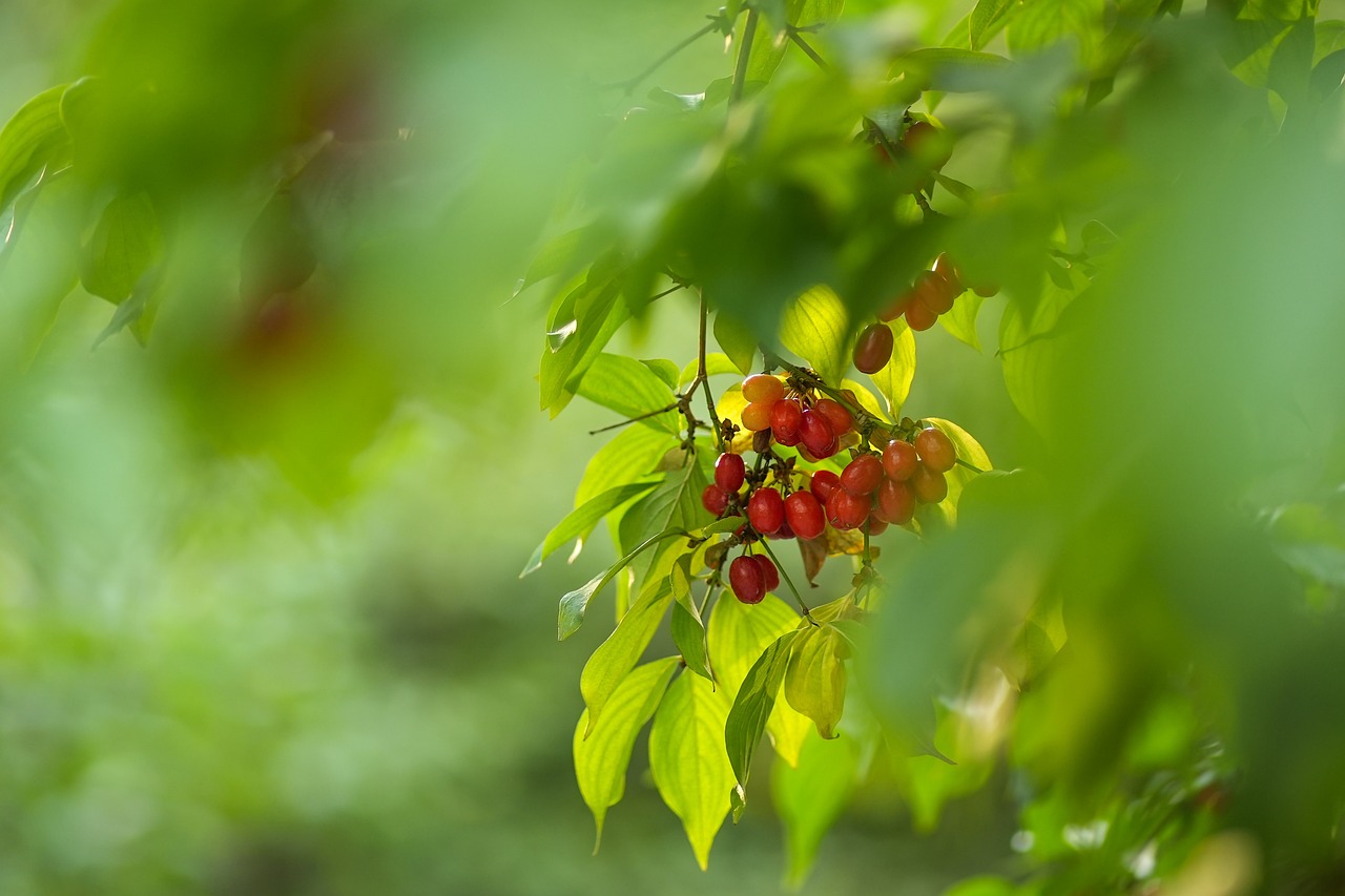Creating and Maintaining an Organic Orchard
